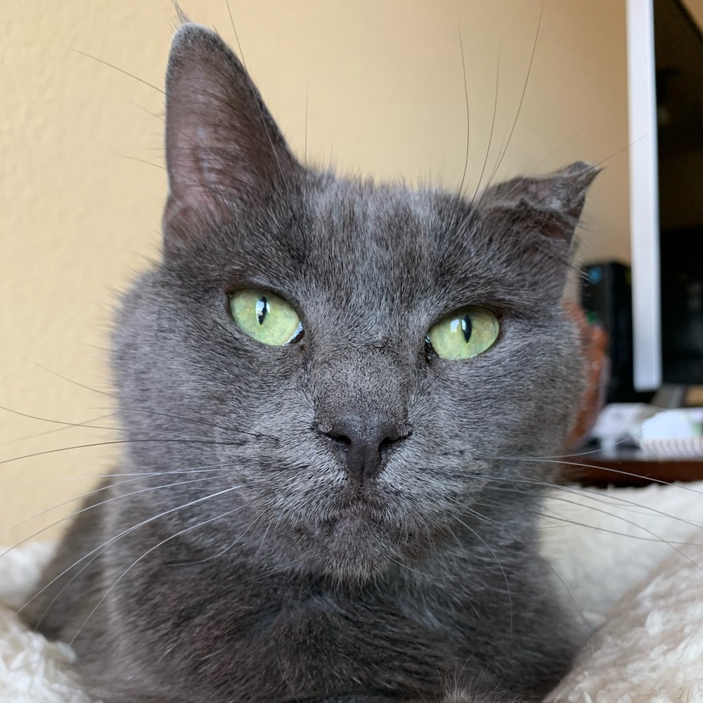 Meet your Posher, Josselyn